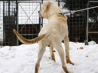 cane corso bianco